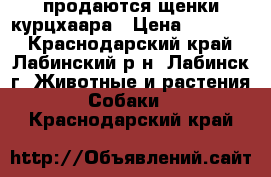  продаются щенки курцхаара › Цена ­ 13 000 - Краснодарский край, Лабинский р-н, Лабинск г. Животные и растения » Собаки   . Краснодарский край